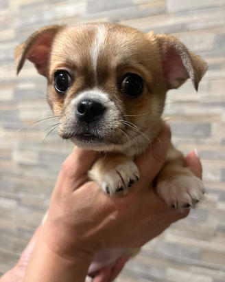 Cucciola di chihuahua