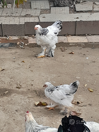 Pulcinotti di 2,5 mesi