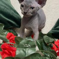 Sphynx cucciolo