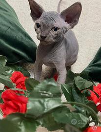 Sphynx cucciolo