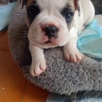 Cuccioli bulldog francese