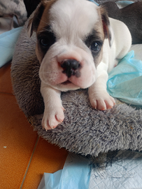 Cuccioli bulldog francese