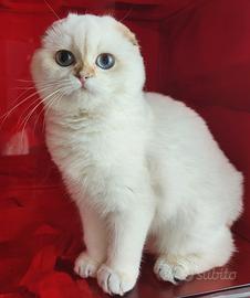 Cucciolo Scottish fold pedigree ENFI