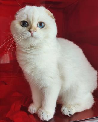 Cucciolo Scottish fold pedigree ENFI