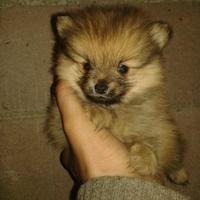 Spitz Tedesco Piccolo