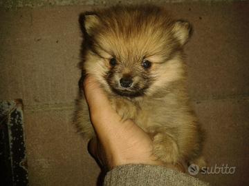 Spitz Tedesco Piccolo