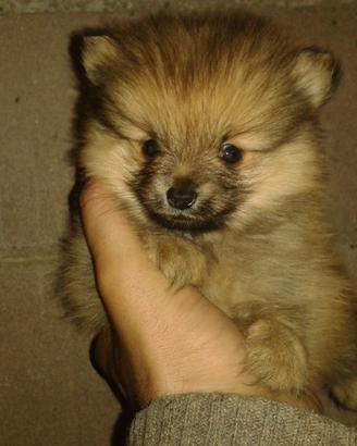 Spitz Tedesco Piccolo