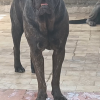 Cane Corso