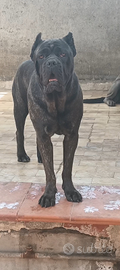 Cane Corso