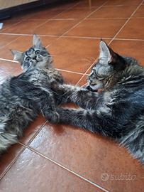 Gattini maine coon