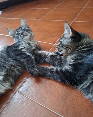 Gattini maine coon