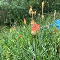 Piante di kniphofia