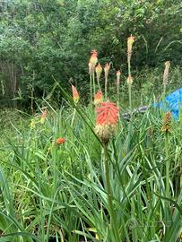 Piante di kniphofia