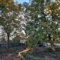 N.  20 piante di noce e 7 di castagno