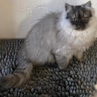 Cucciolo di persiani normotipo MASCHIO