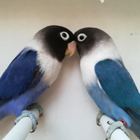 Coppia insep mascherato cobalto x cobalto viola