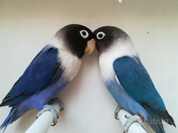 Coppia insep mascherato cobalto x cobalto viola