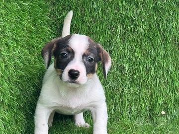Jack Russell
