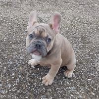 Cuccioli di Bulldog francese
