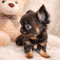 Chihuahua femminuccia piccola bella bella