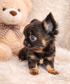 Chihuahua femminuccia piccola bella bella