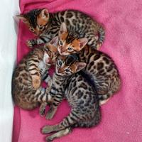 Cuccioli bengala