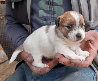 Jack Russell Terrier Ruvido cuccioli