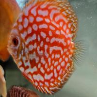 Discus