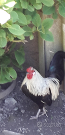 Galletti americanini