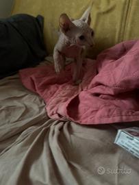 Cucciolo gatto Sphynx