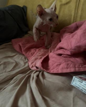 Cucciolo gatto Sphynx