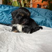 Cucciolo Shitzu Shihtzu maschio