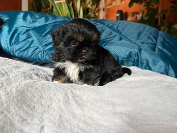 Cucciolo Shitzu Shihtzu maschio