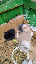 Coniglietti testa di leone/nani