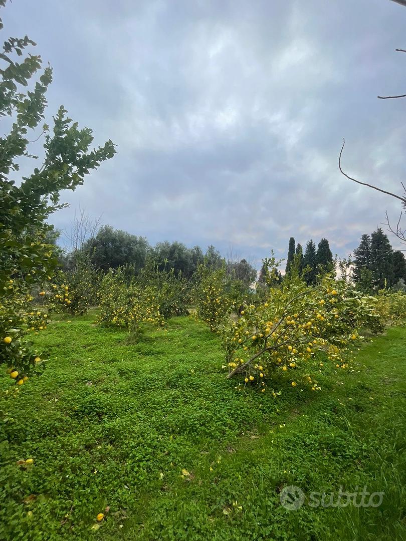 Terreno Agricolo - Vista 2