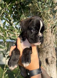Boxer cuccioli