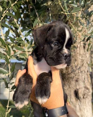 Boxer cuccioli