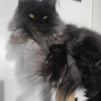 Maine Coon