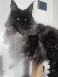 Maine Coon