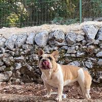 Bulldog francese