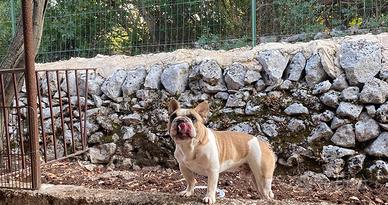 Bulldog francese