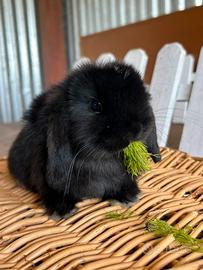 Coniglio minilop cucciolo