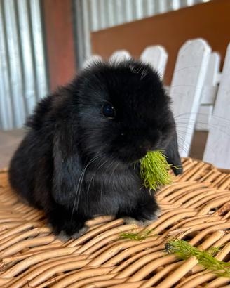 Coniglio minilop cucciolo