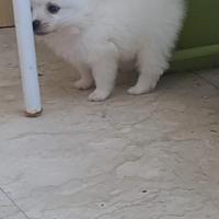 Cuccioli volpini spritz