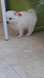 Cuccioli volpini spritz