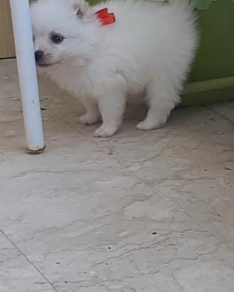 Cuccioli volpini spritz