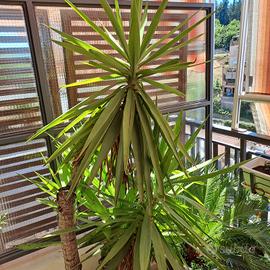 Pianta con vaso YUCCA 