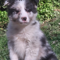 Border collie Rum