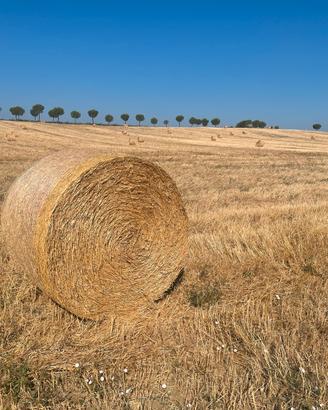 90 rotoballe di paglia di farro