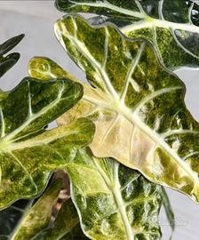 Cormi alocasia polly aurea